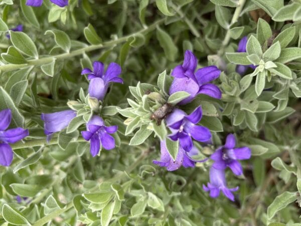 Eremophila Big John