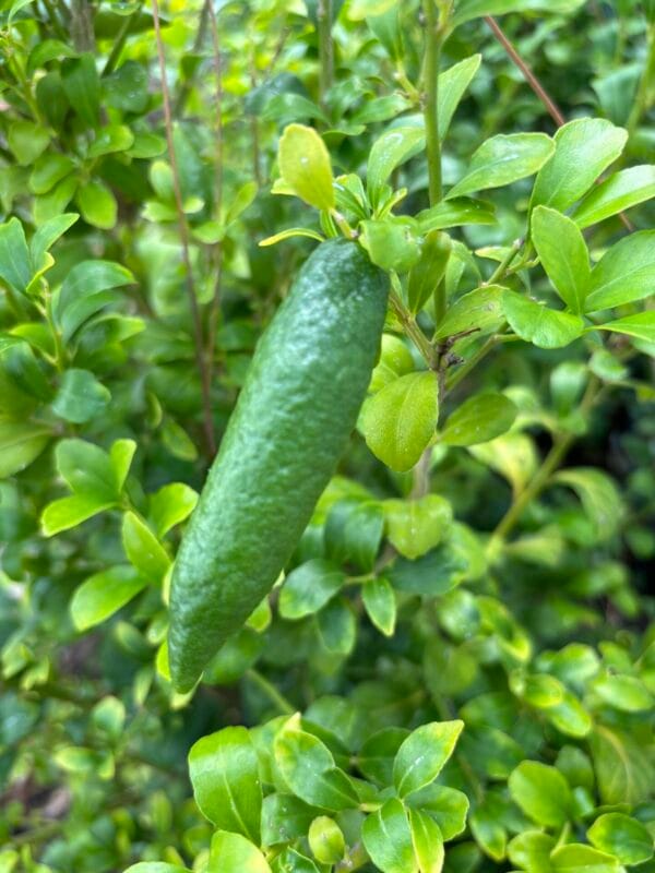 Citrus garrawayi - Mount White Lime