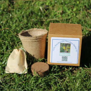 Eco-Friendly Seedling Starter Kit - Acacia terminalis - Sunshine Wattle