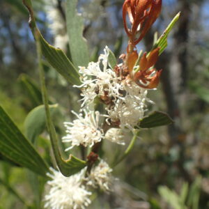 Hakea Laevipes