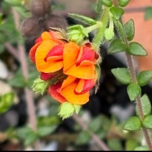 Oxylobium Cordifolium - Heart-leaved Shaggy Pea