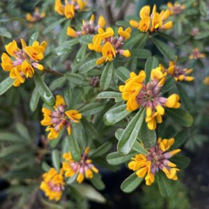 Pultenaea daphnoides - Large-Leaf Bush-Pea