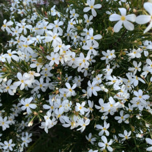 Ricinocarpos pinifolius - Wedding Bush