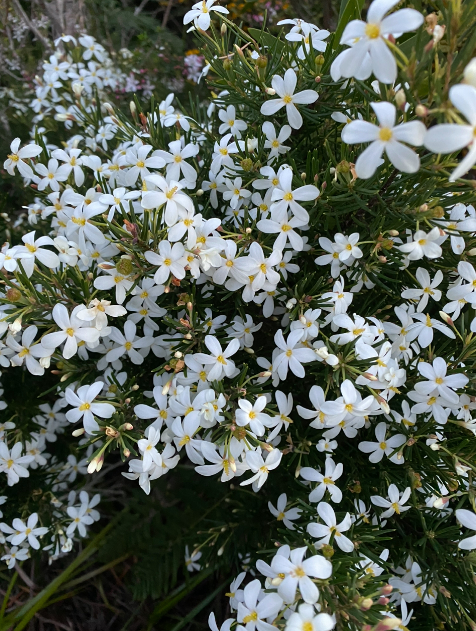 Ricinocarpos pinifolius - Wedding Bush