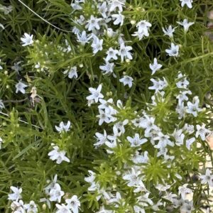 Myoporum Parvifolium - Creeping Boobialla Fine-Leaf Form