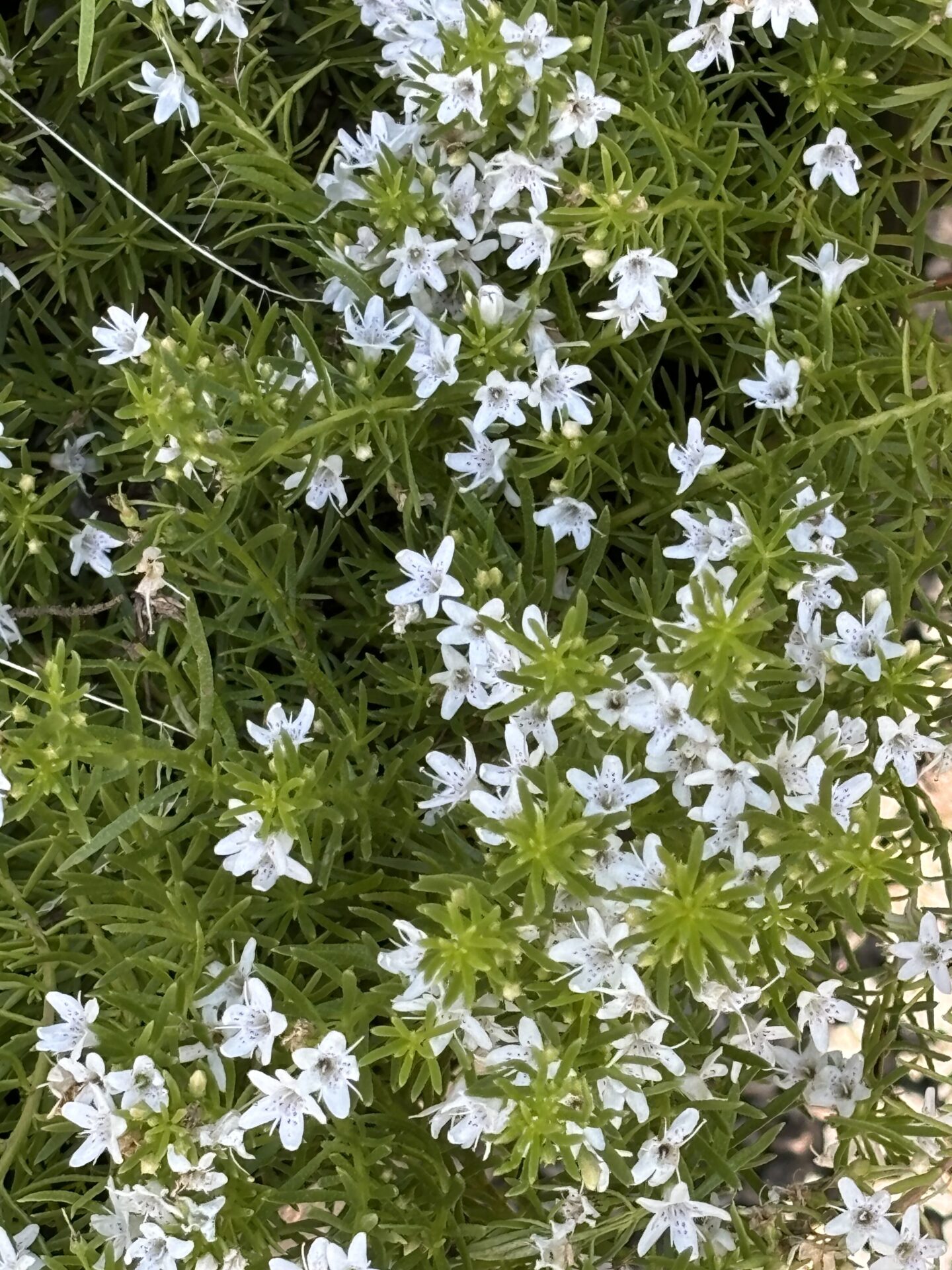 Myoporum Parvifolium - Creeping Boobialla Fine-Leaf Form