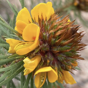 Pultenaea stipularis - Handsome Bush-Pea
