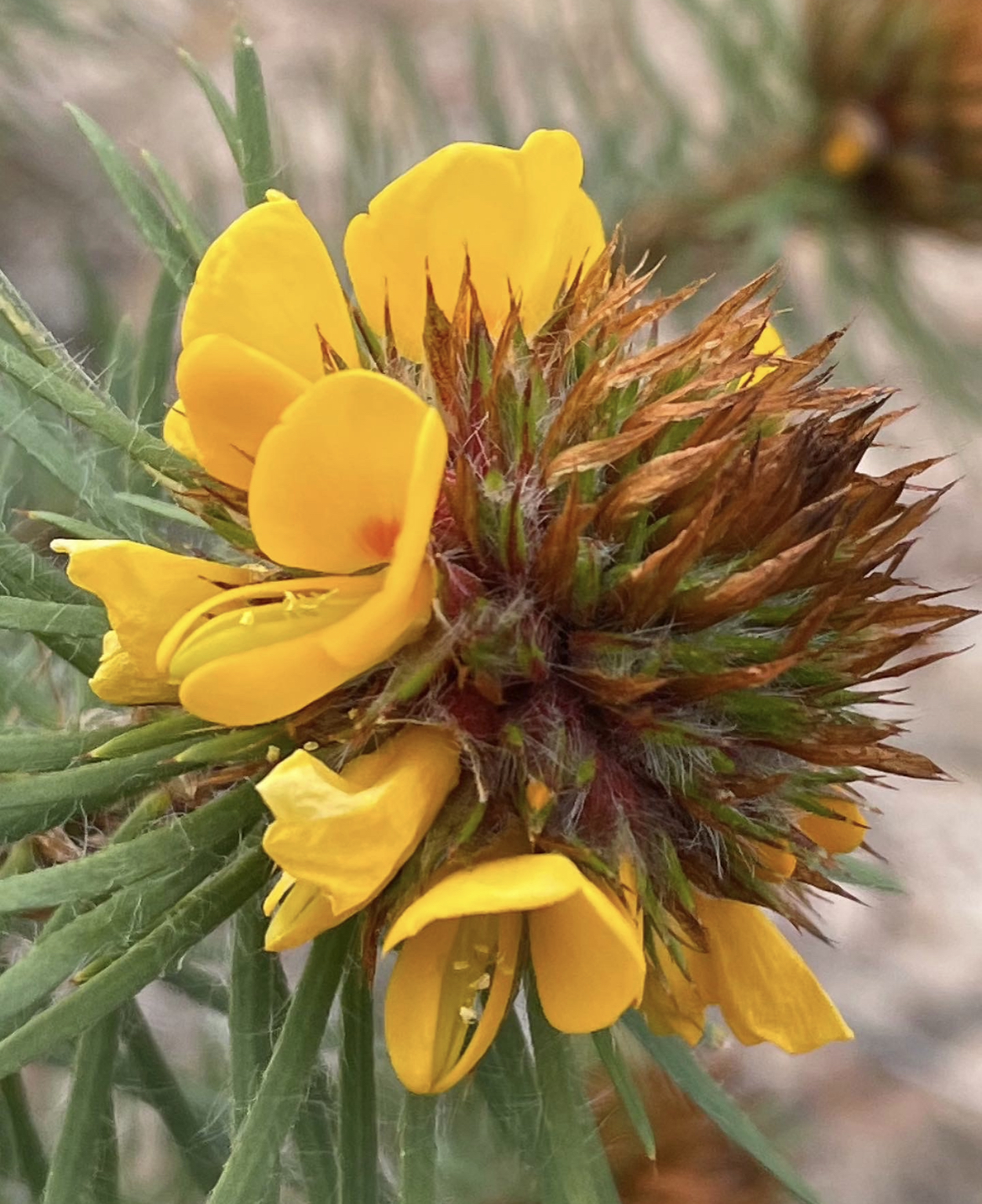 Pultenaea stipularis - Handsome Bush-Pea