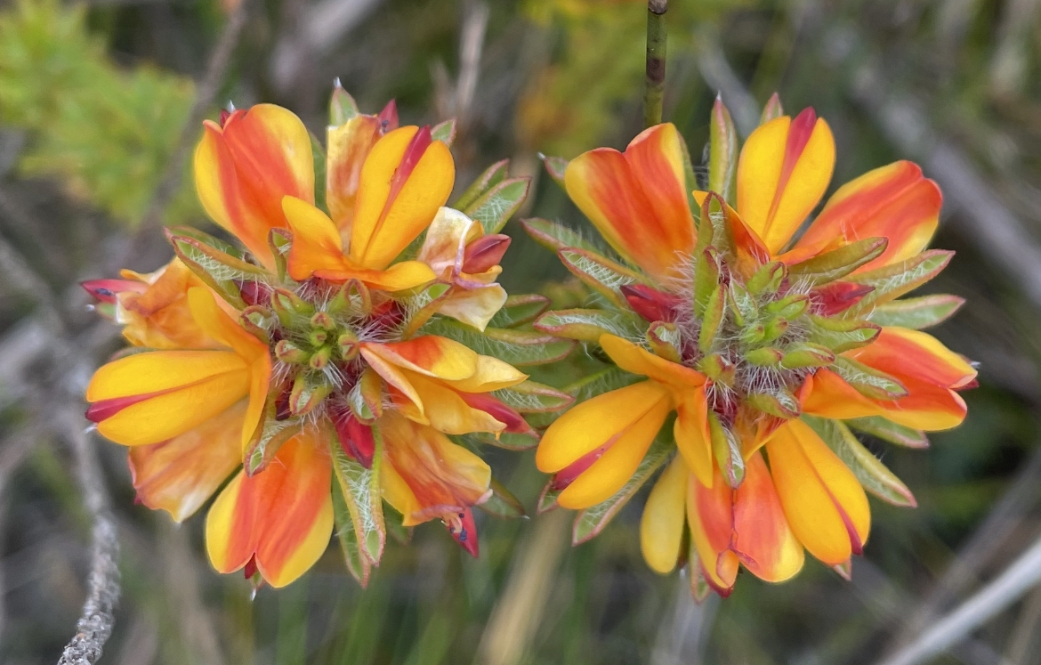 Pultenaea tuberculata - Wreath Bush-Pea