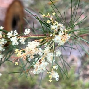 Acacia linifolia - Flax-Leaved Wattle