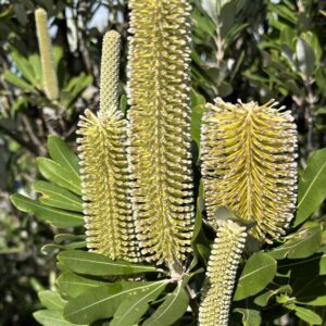 Banksia integrifolia - Coast Banksia