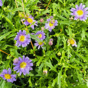 Brachyscome - Blue moon