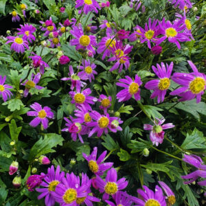 Brachyscome - hot candy