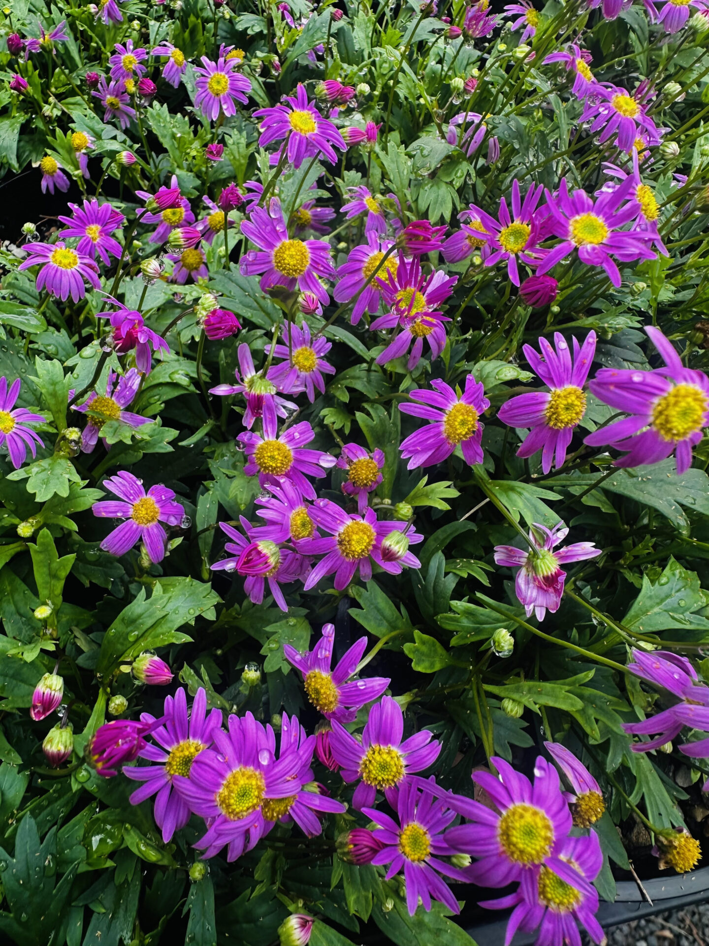 Brachyscome - hot candy