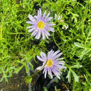 Brachyscome - Mauve delight