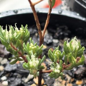 Darwinia leptantha