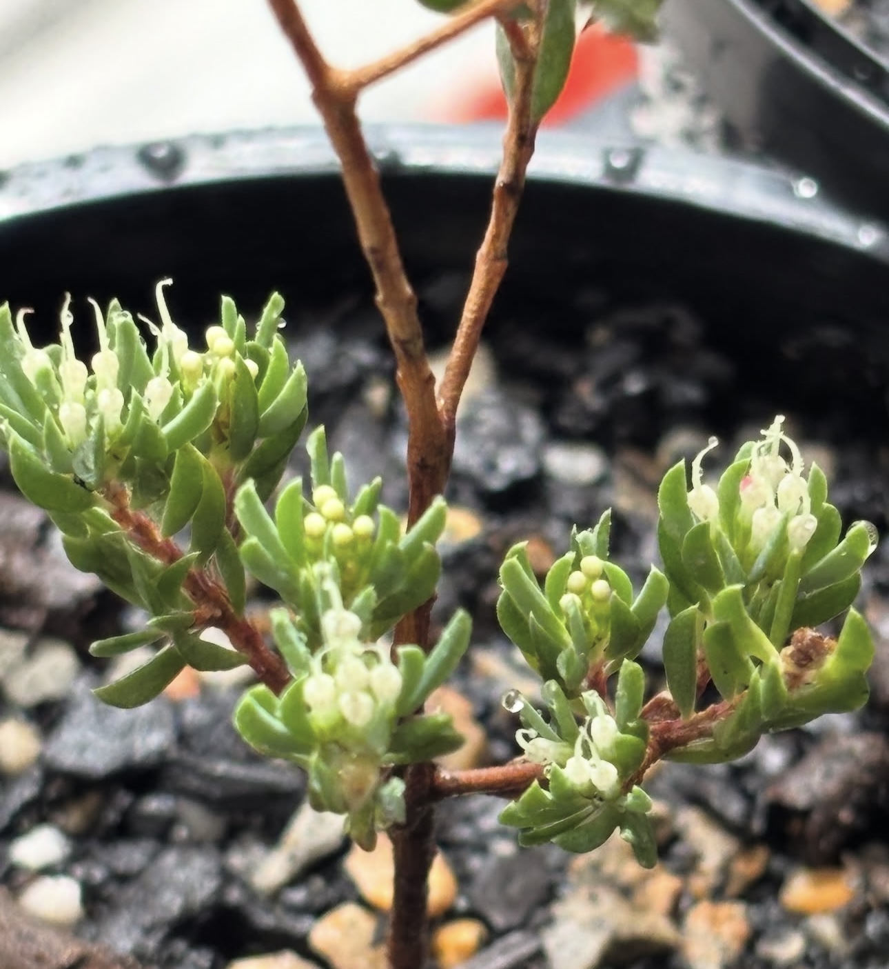 Darwinia leptantha