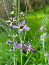 Eremophila - 'Ray's Blue'