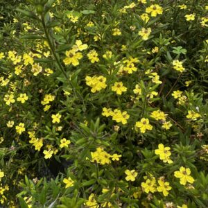 Goodenia heterophylla - Variable Leaved Goodenia