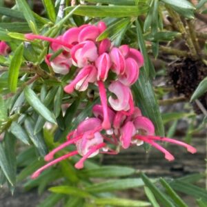 Grevillea rosmarinifolia - Pink Pixie