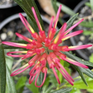 Grevillea olivacea - Red