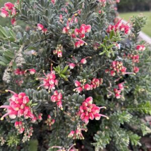 Grevillea - Winter Wonder