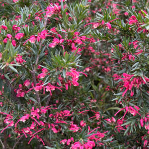 Grevillea rosmarinifolia - Rosmary Grevillea