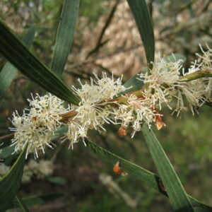 Hakea dactyloides - Broad-Leaved Hakea