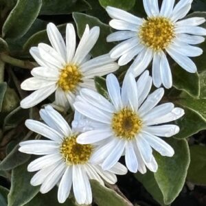 Oleria tomentosa - Toothed Daisy-Bush