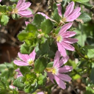 Scavolea aemula - Pink
