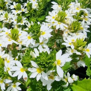Scaevola mauve - White fan flower