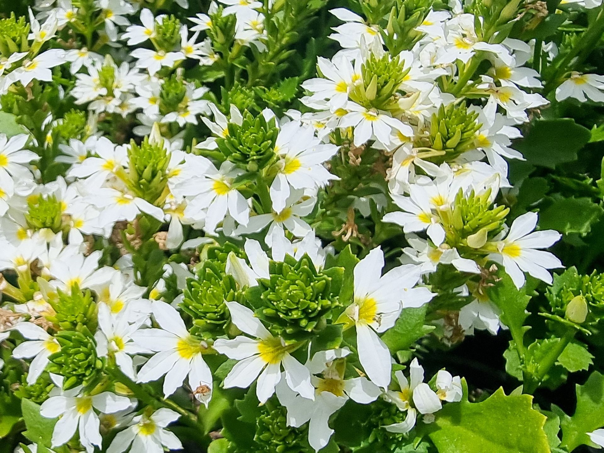 Scaevola mauve - White fan flower