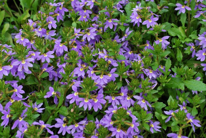 Scaevola mauve - Purple fanfare