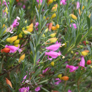 Eremophila racemosa - Showy Eremophila