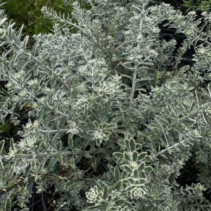 Westringia fruticosa - Variegated Westringia