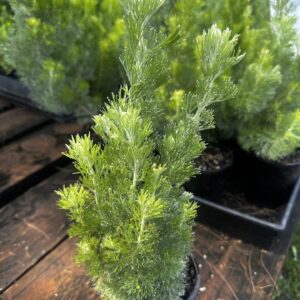 Adenanthos sericeus - Woolly Bush