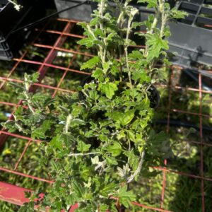 Xanthosia pilosa - Woolly Xanthosia