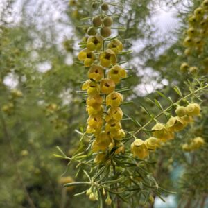Boronia megastigma - Yellow Boronia