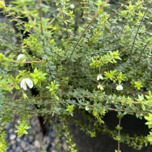 Bauera microphylla - White Flower