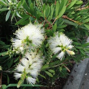 Callistemon - Bottlebrush 'White Anzac'