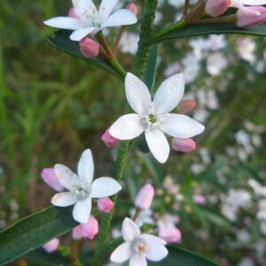 Philotheca myoporoides - Wax Flower 'Profusion'