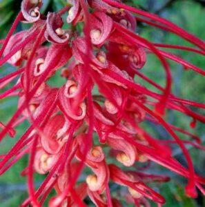 Grevillea banksii - 'Red Silky Oak'